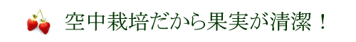 空中栽培だから果実が清潔！