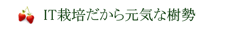 IT栽培だから元気な樹勢